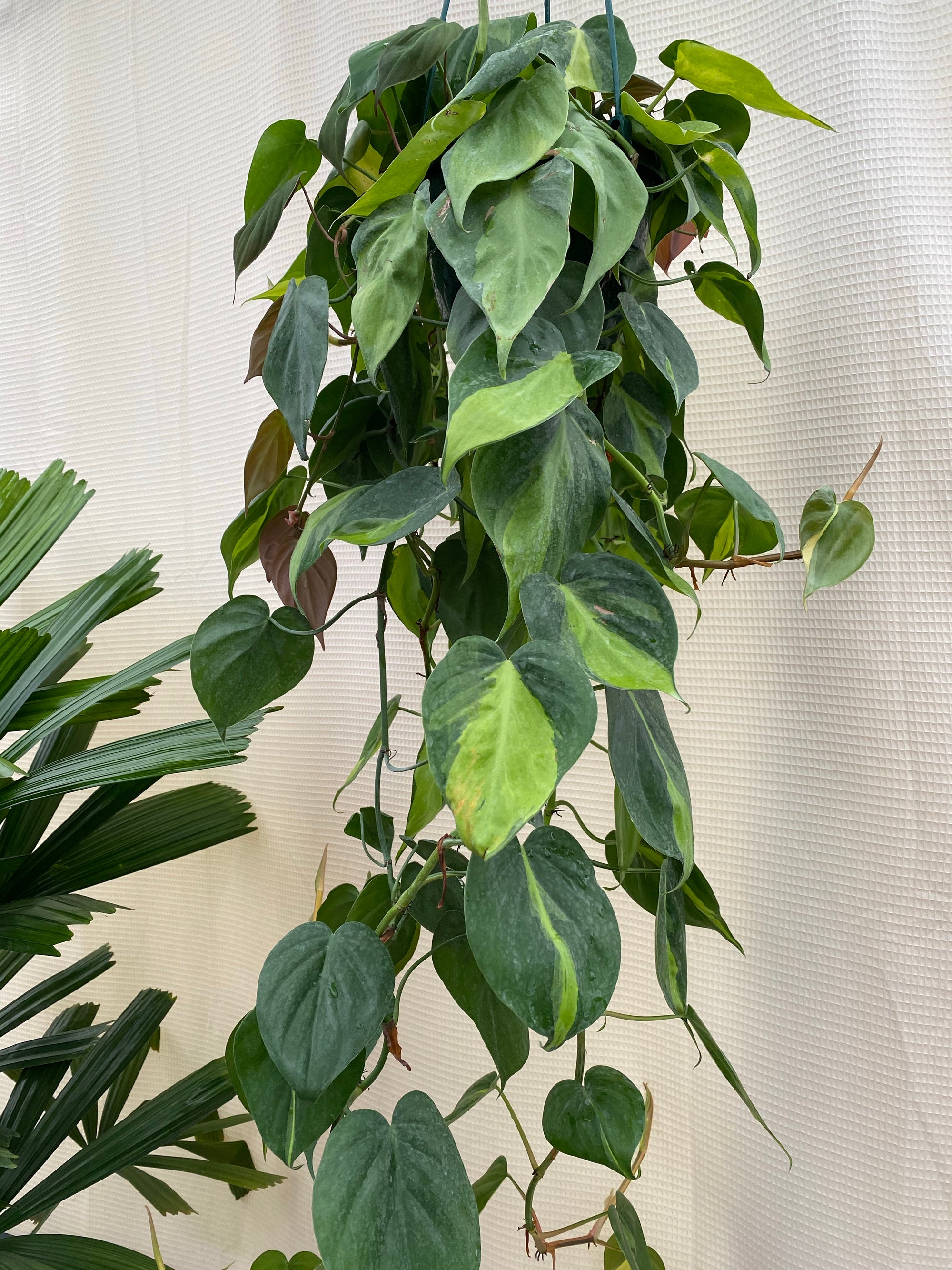 Buy Philodendron Brazil in Hanging Ba…
