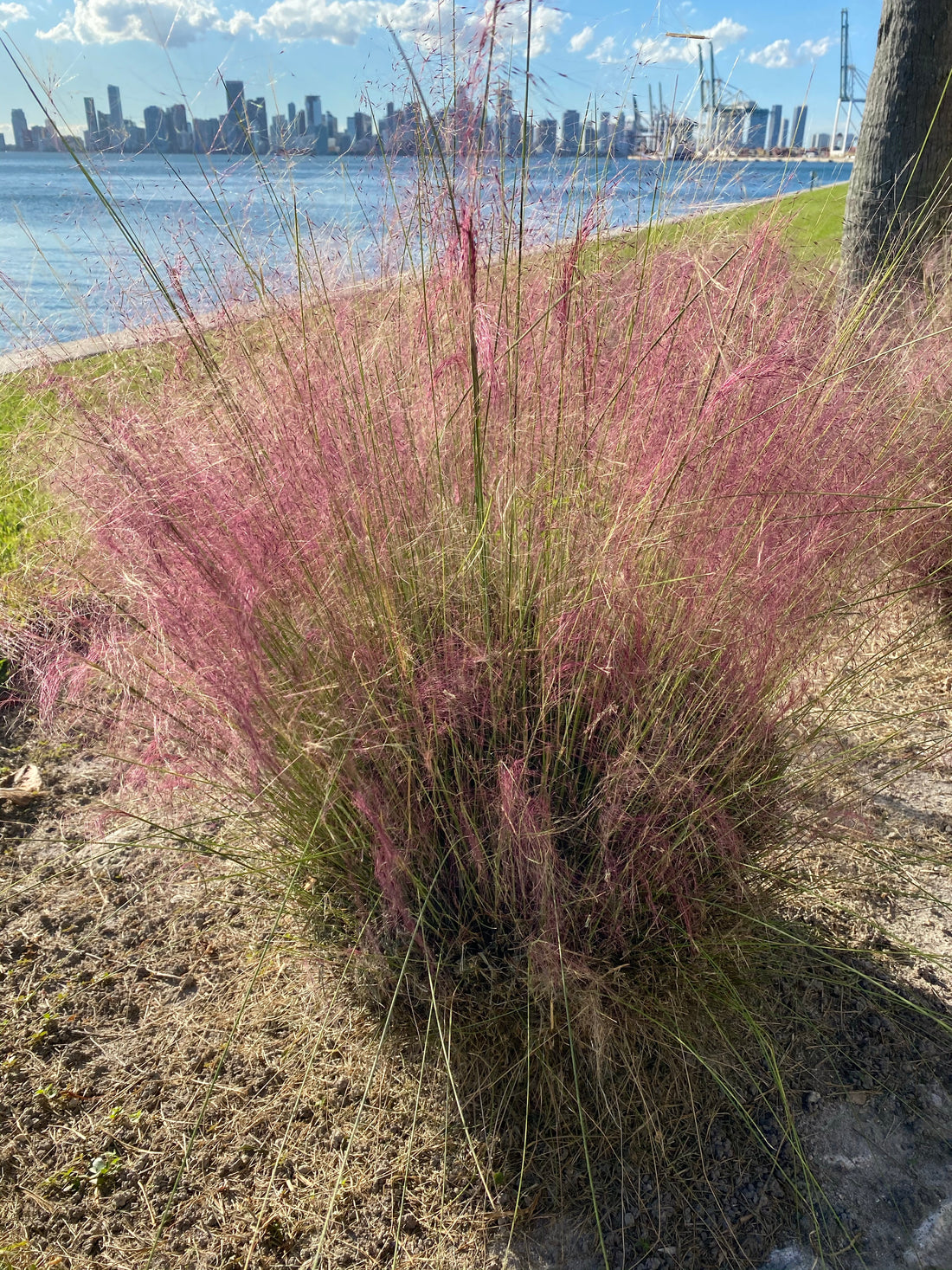 Pink Muhly Grass Pink Cloud