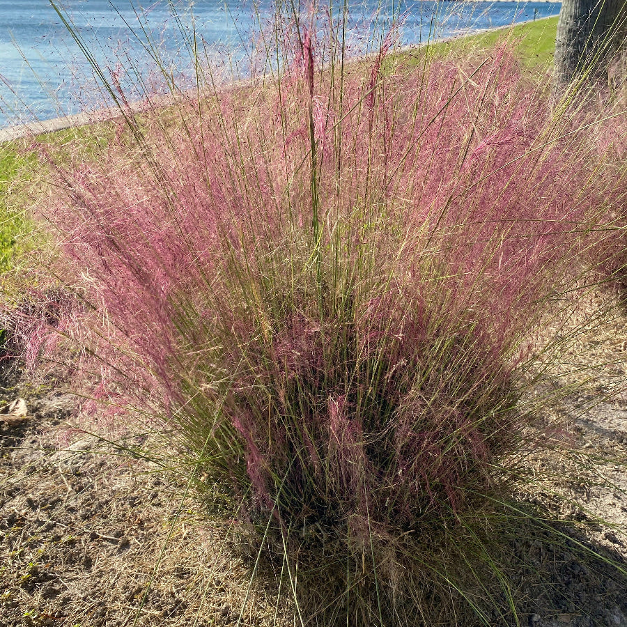 Pink muhly grass with a city skyline and water in the background