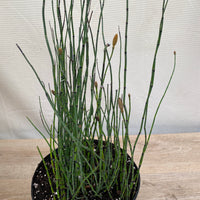 Horsetail Reed, Equisetum Hyemale