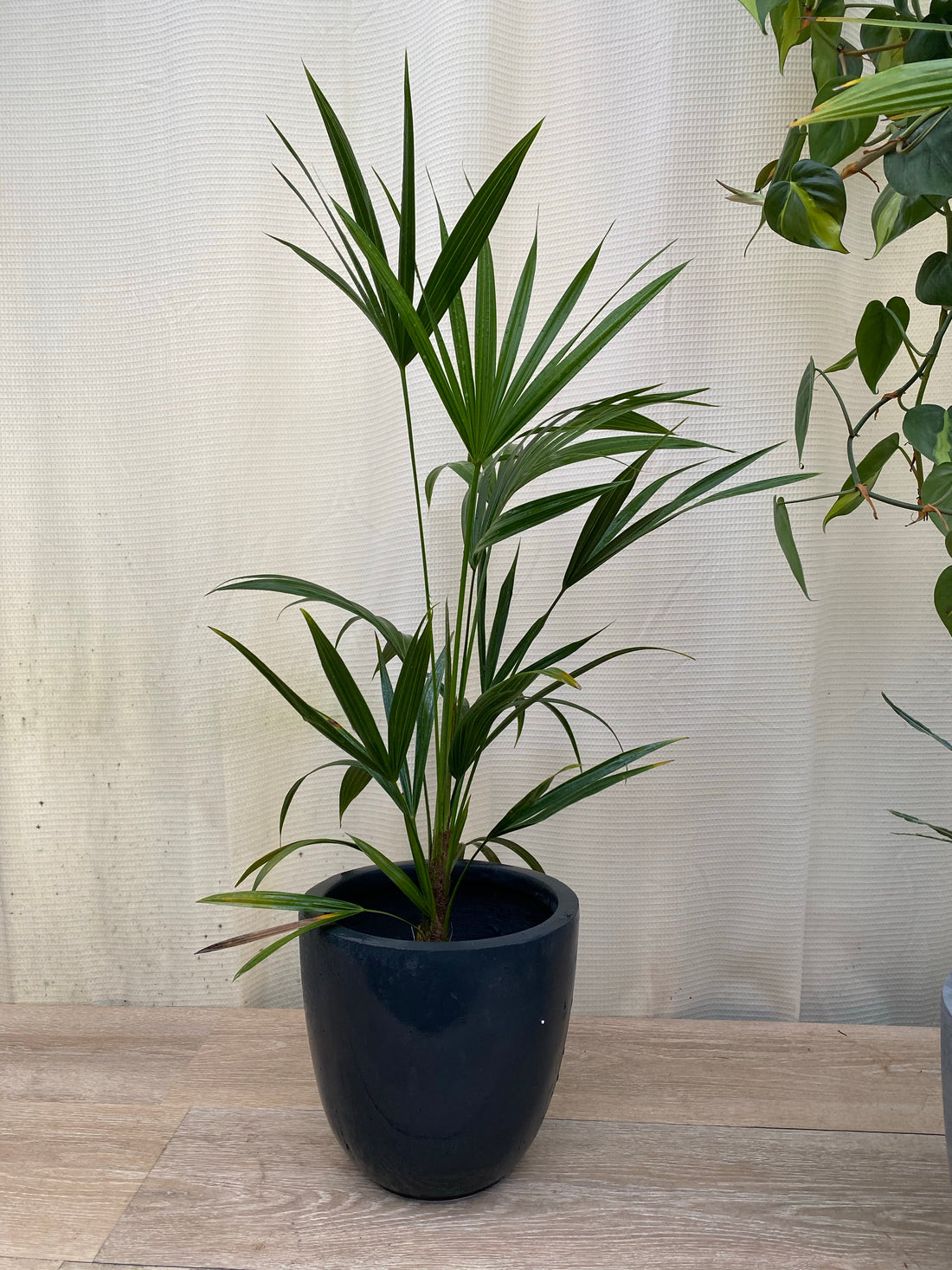 Florida Thatch Palm, Rare and Exotic in a pot