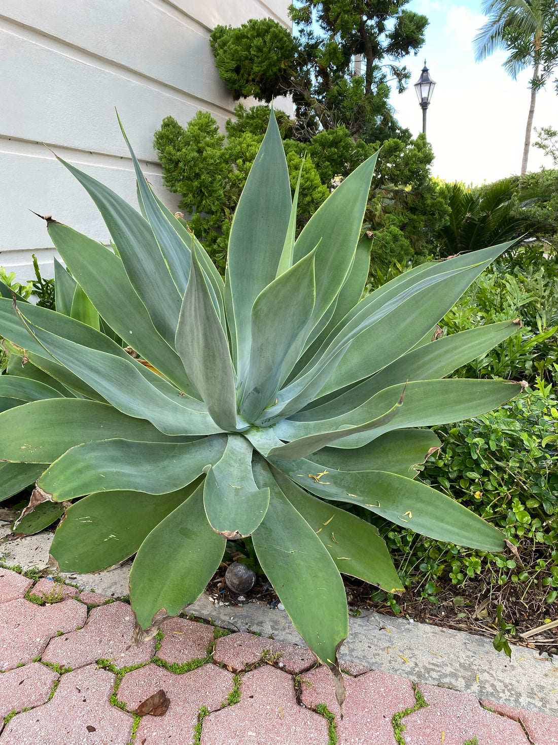 Agave Blue Fantastic, Agave Attenuata