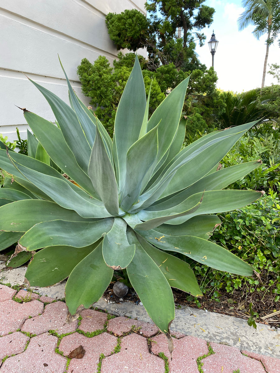 Agave Blue Flame