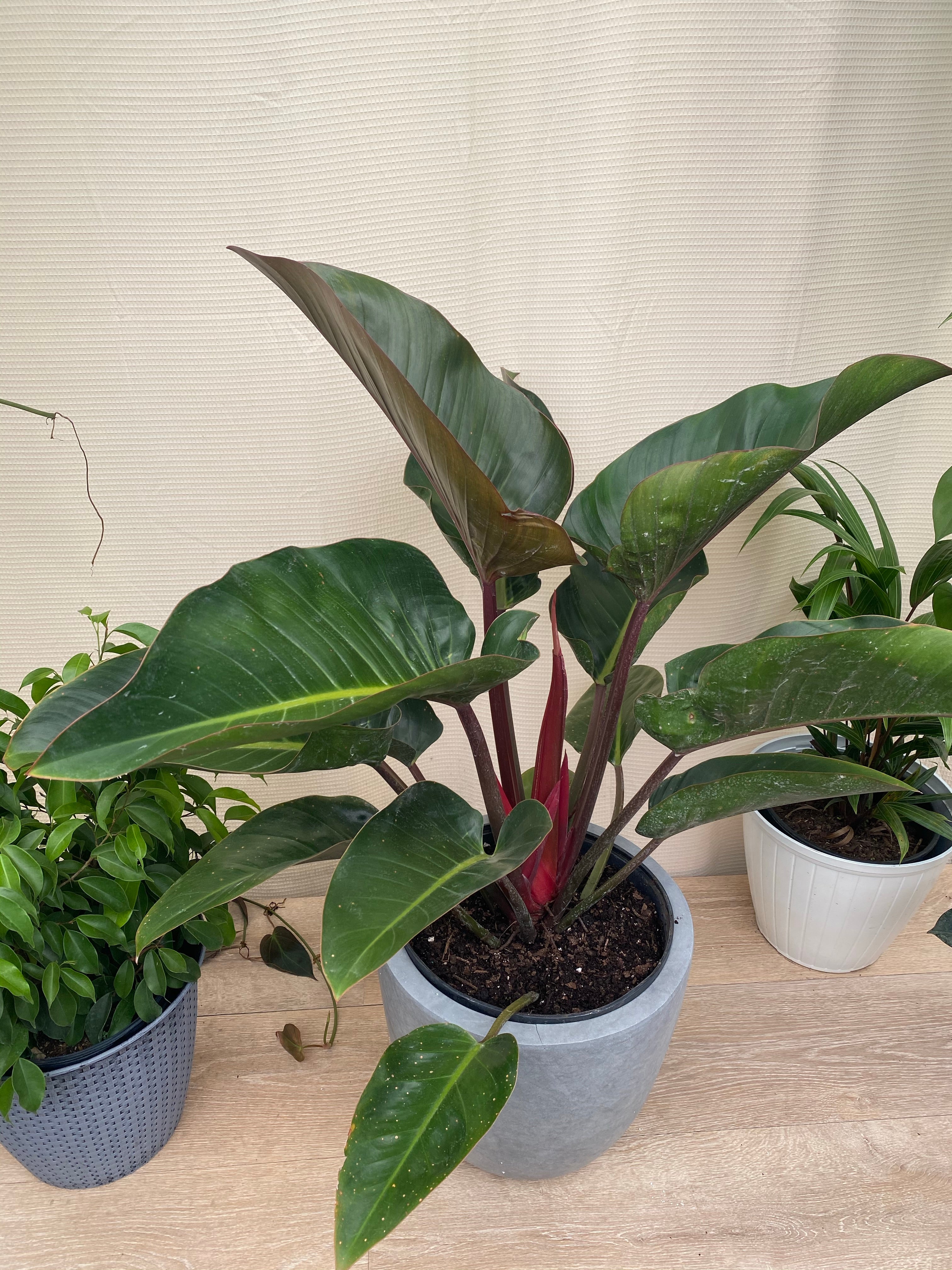 Philodendron Red Congo, Tropical Forest Plant