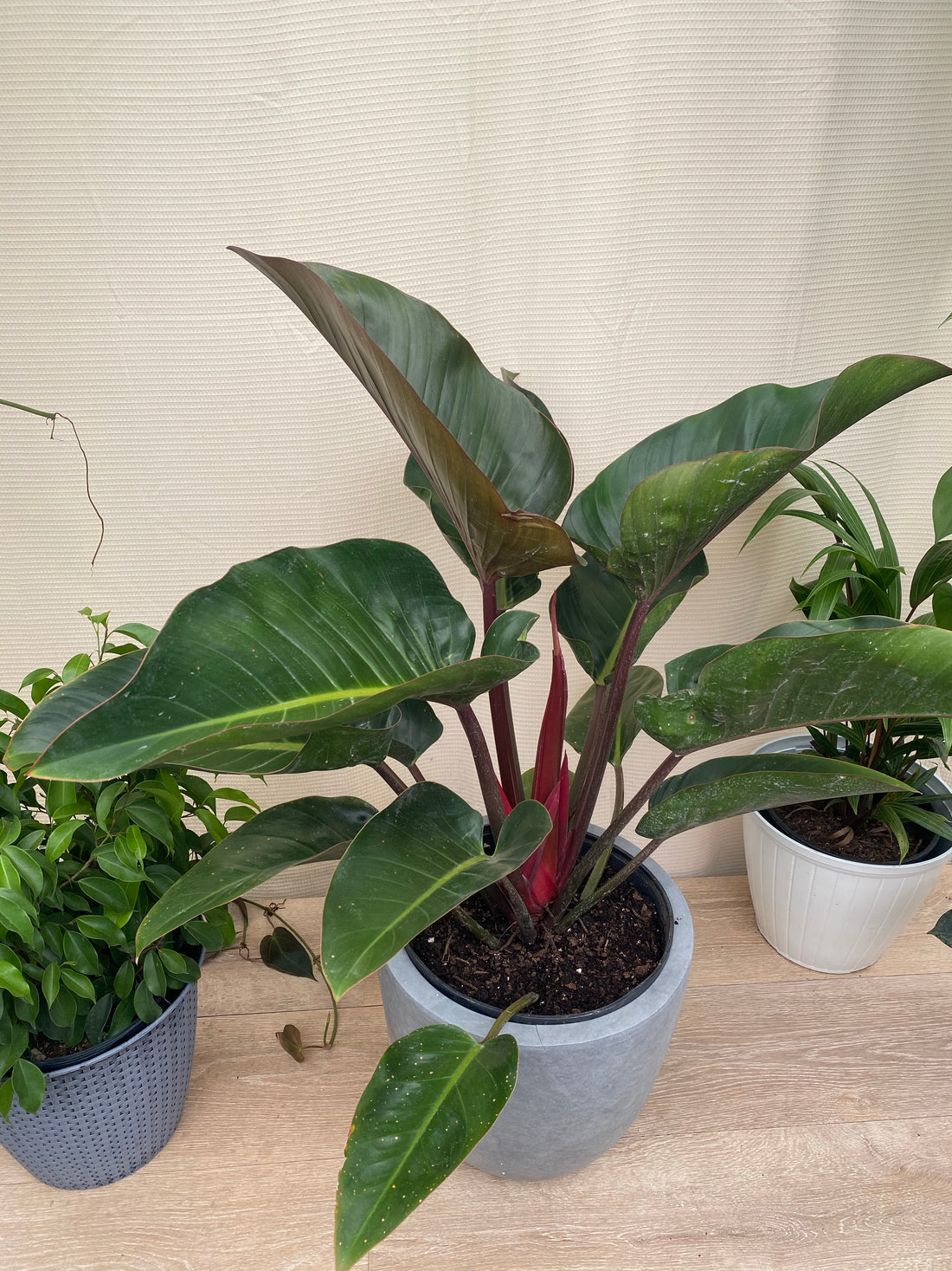 Philodendron Red Congo, Tropical Forest Plant