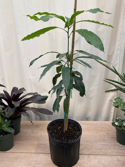 Young Kent Mango (Mangifera indica) fruit tree in a nursery pot.