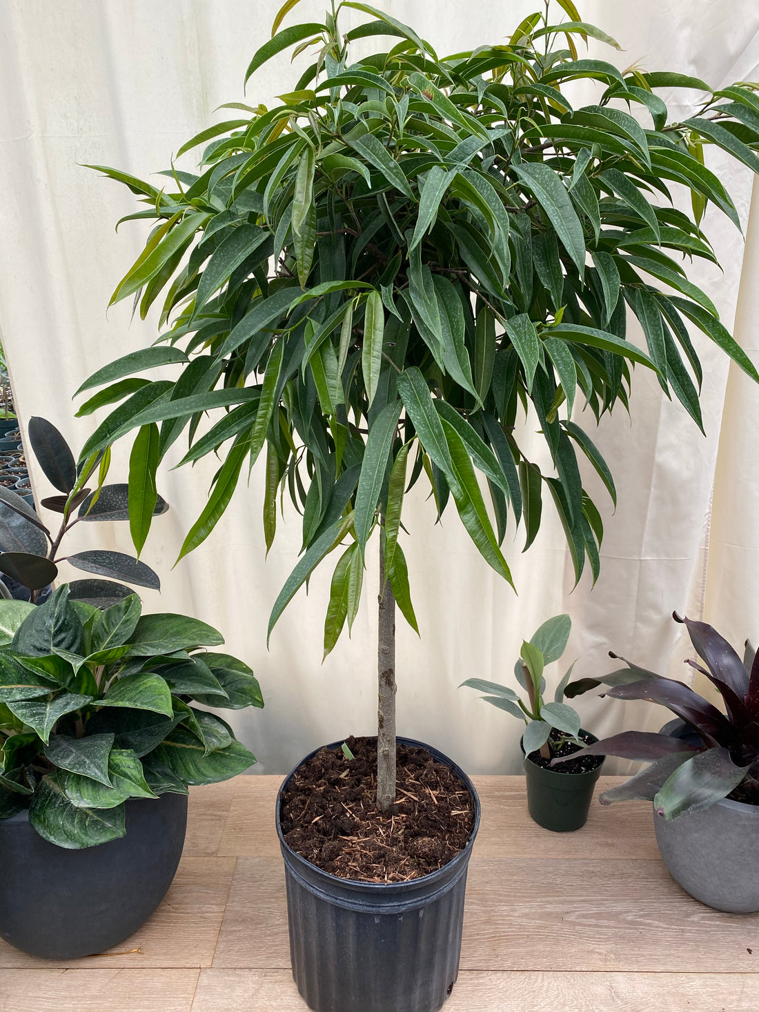 Ficus Alii Tree, Ficus Maclellandii Eureka Farms