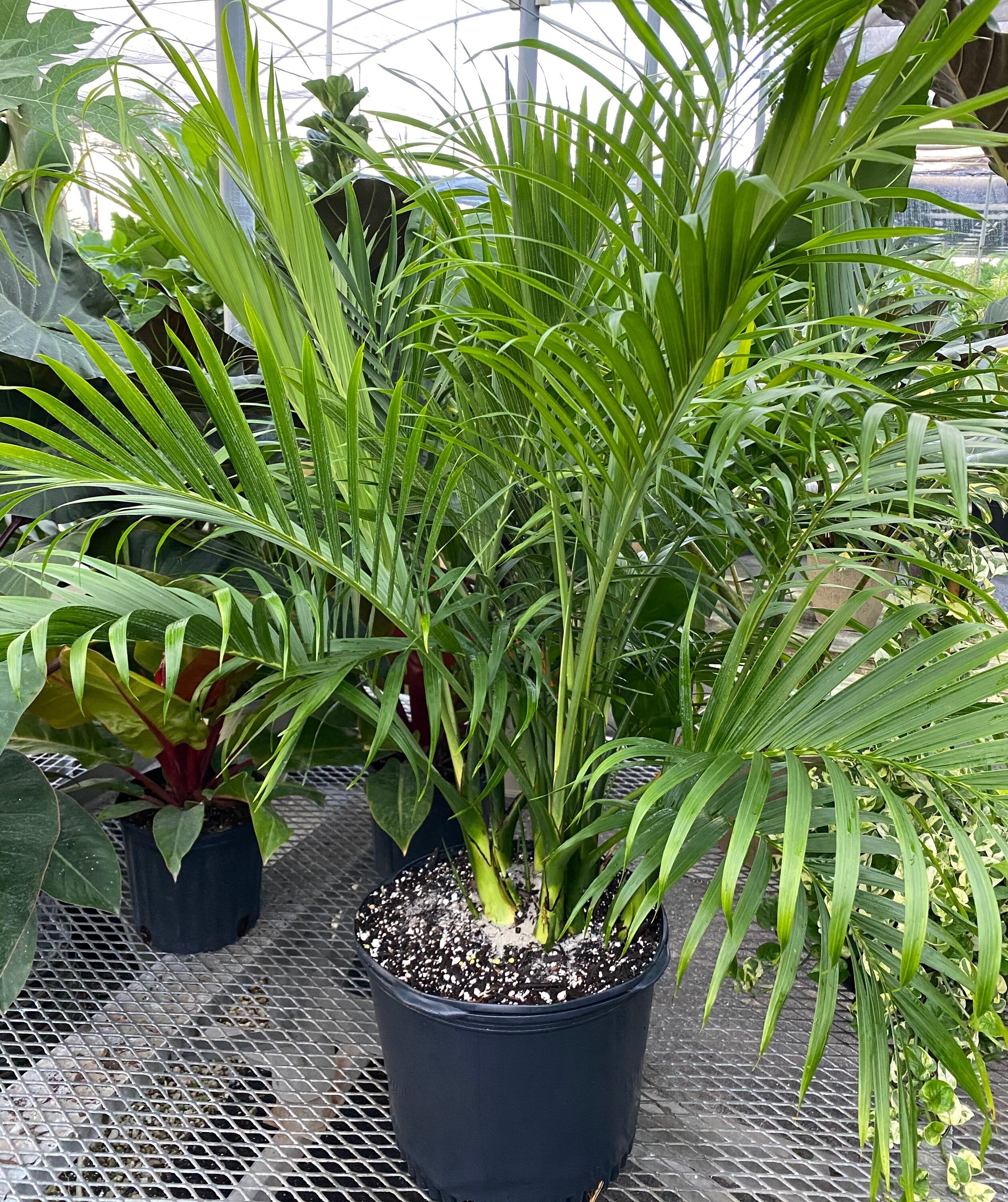 Buy the Cat Palm, Live Tropical Plant Indoor Eureka Farms