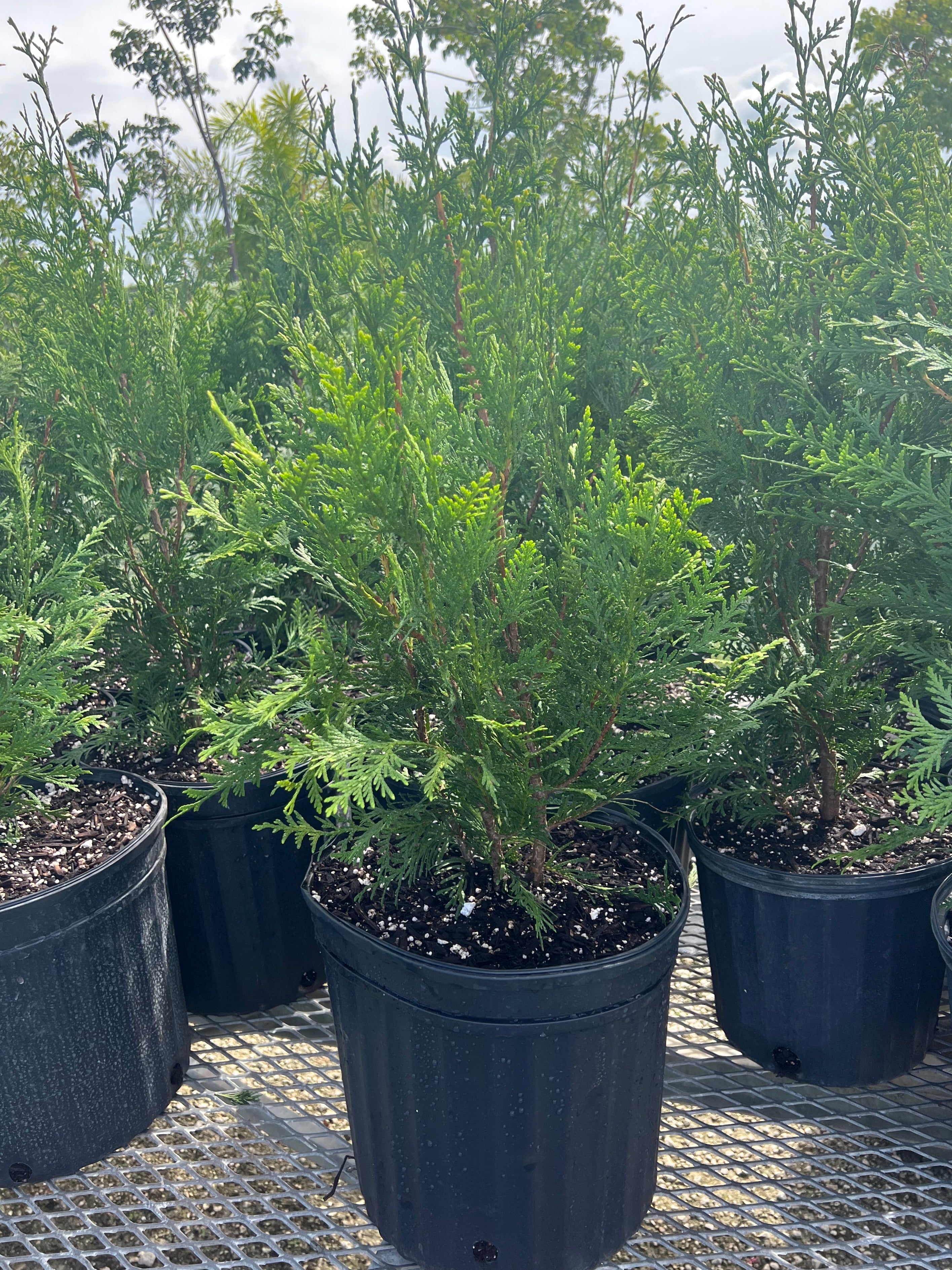 multiple Thuja Junior Green Giant Arborvitae in pots