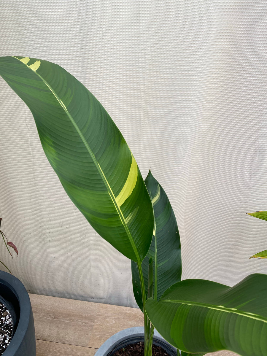 False Variegated Bird of Paradise Tree, Rare and Exotic