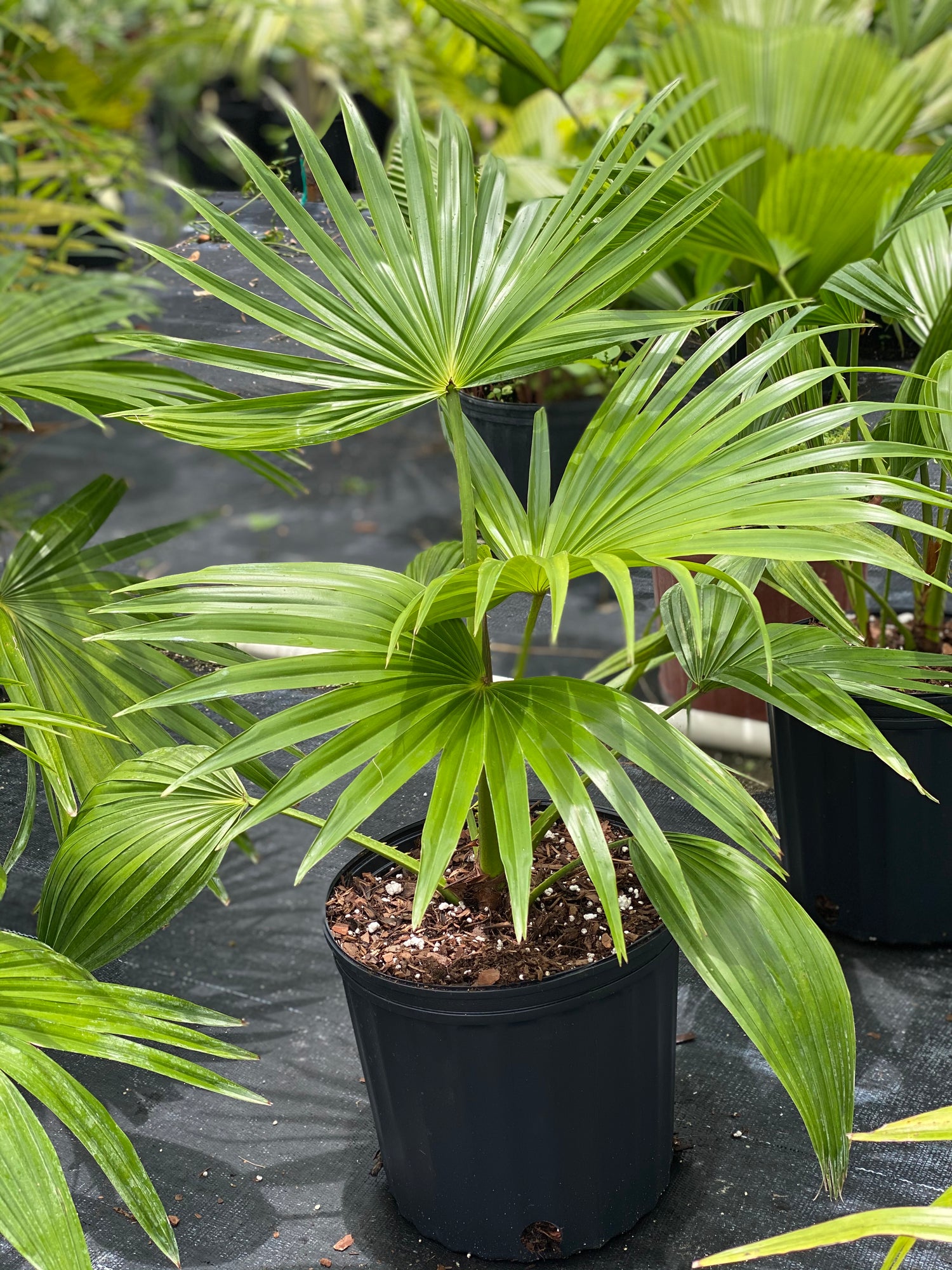 china palm plant Buy Chinese Fan Palm, Fountain Palm