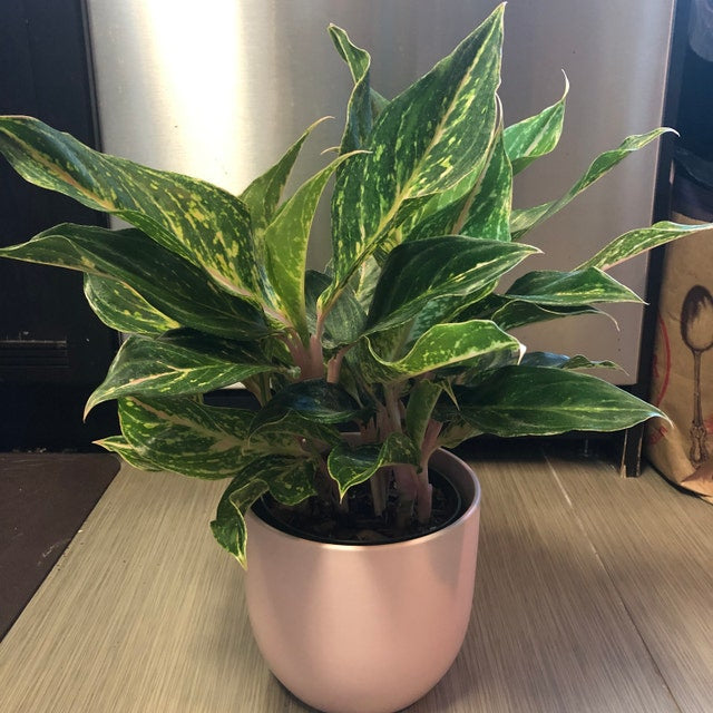 Aglaonema Sparklin Sara, Chinese Evergreen