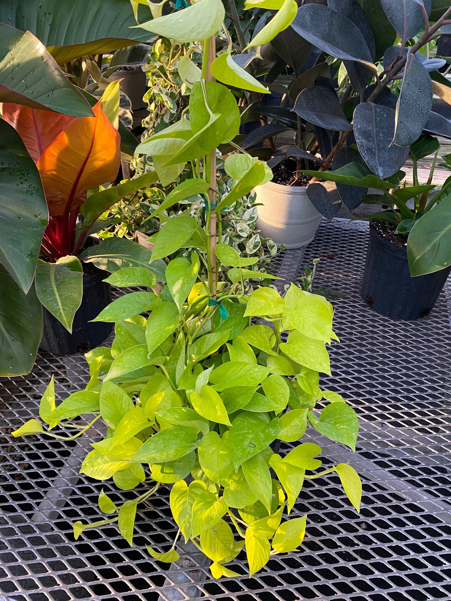 climbing neon pothos Explore the Pothos Neon Trellis