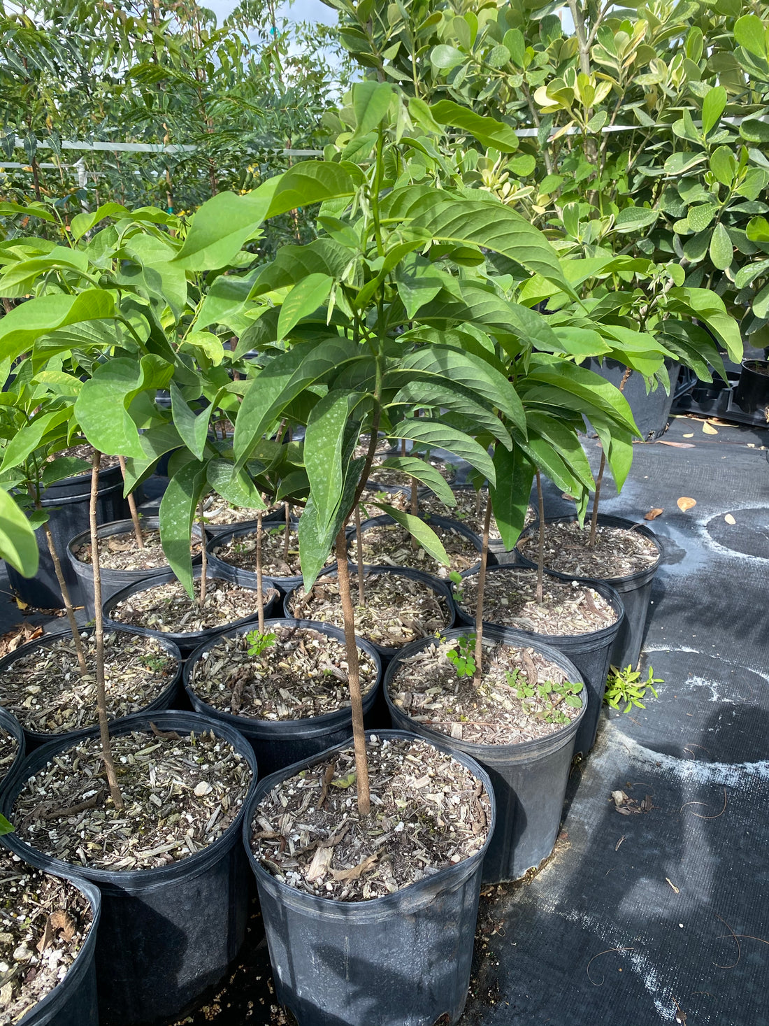 Sugar Apple Fruit Tree, Sweetsop Tree