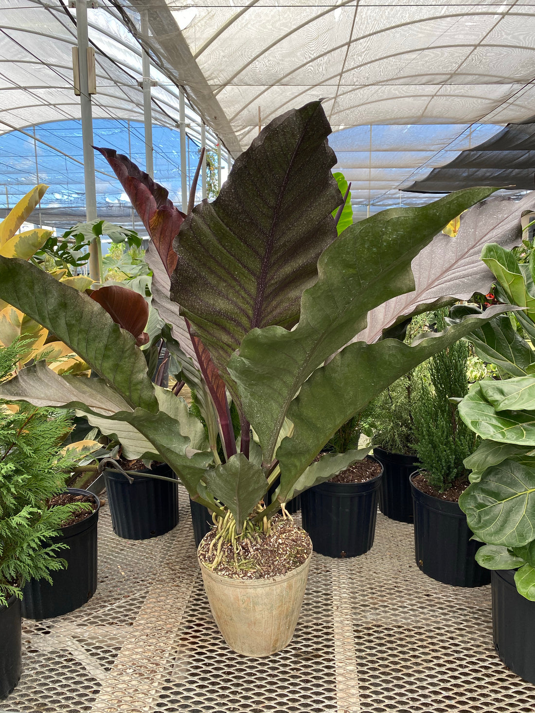 Anthurium Hookeri Ruffles, Birds Nest