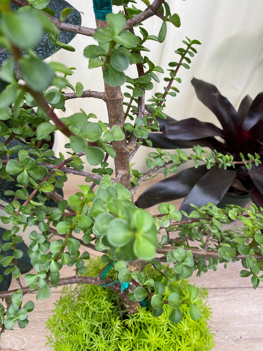 Portulacaria Afra, Elephant Bush Jade Tree