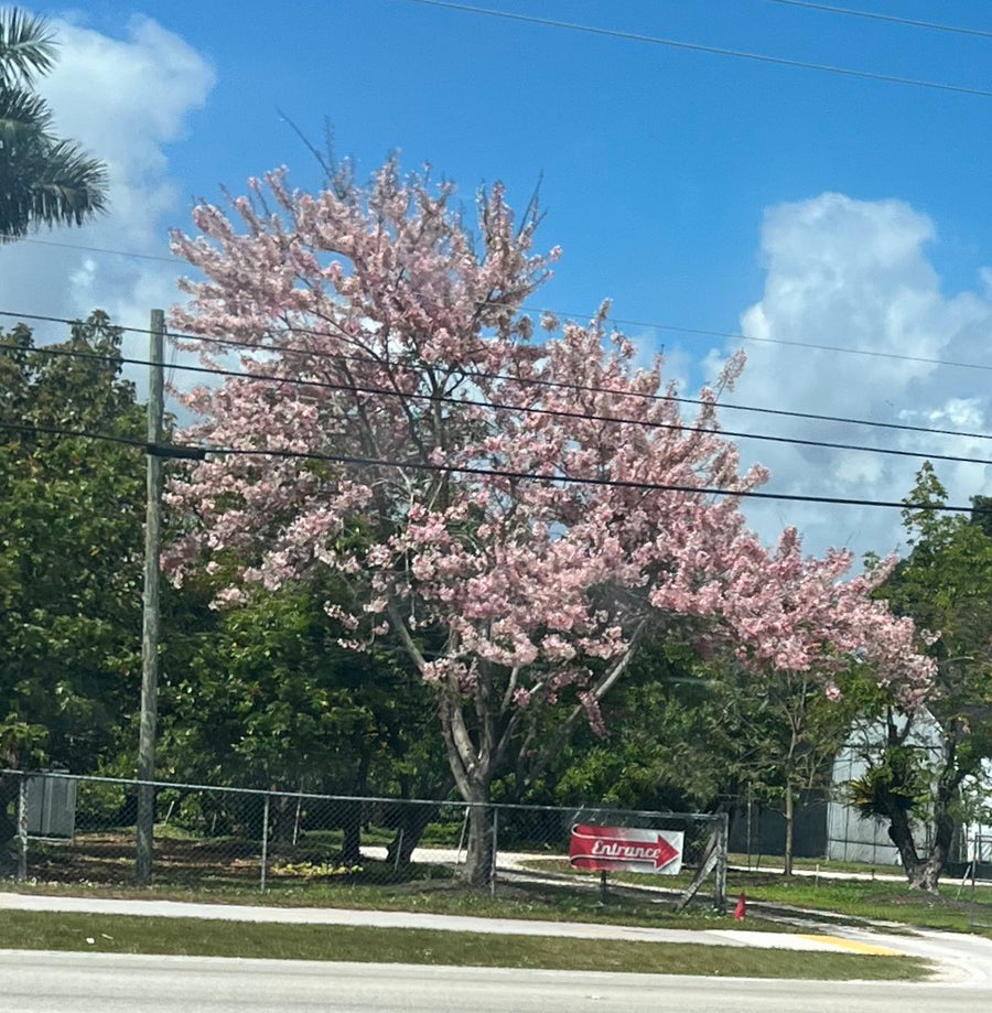 Cassia Bakeriana Pink Showers Flower Tree