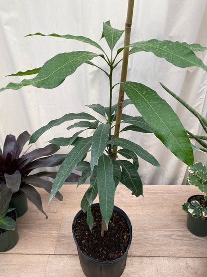Young Kent Mango (Mangifera indica) fruit tree in a nursery pot.