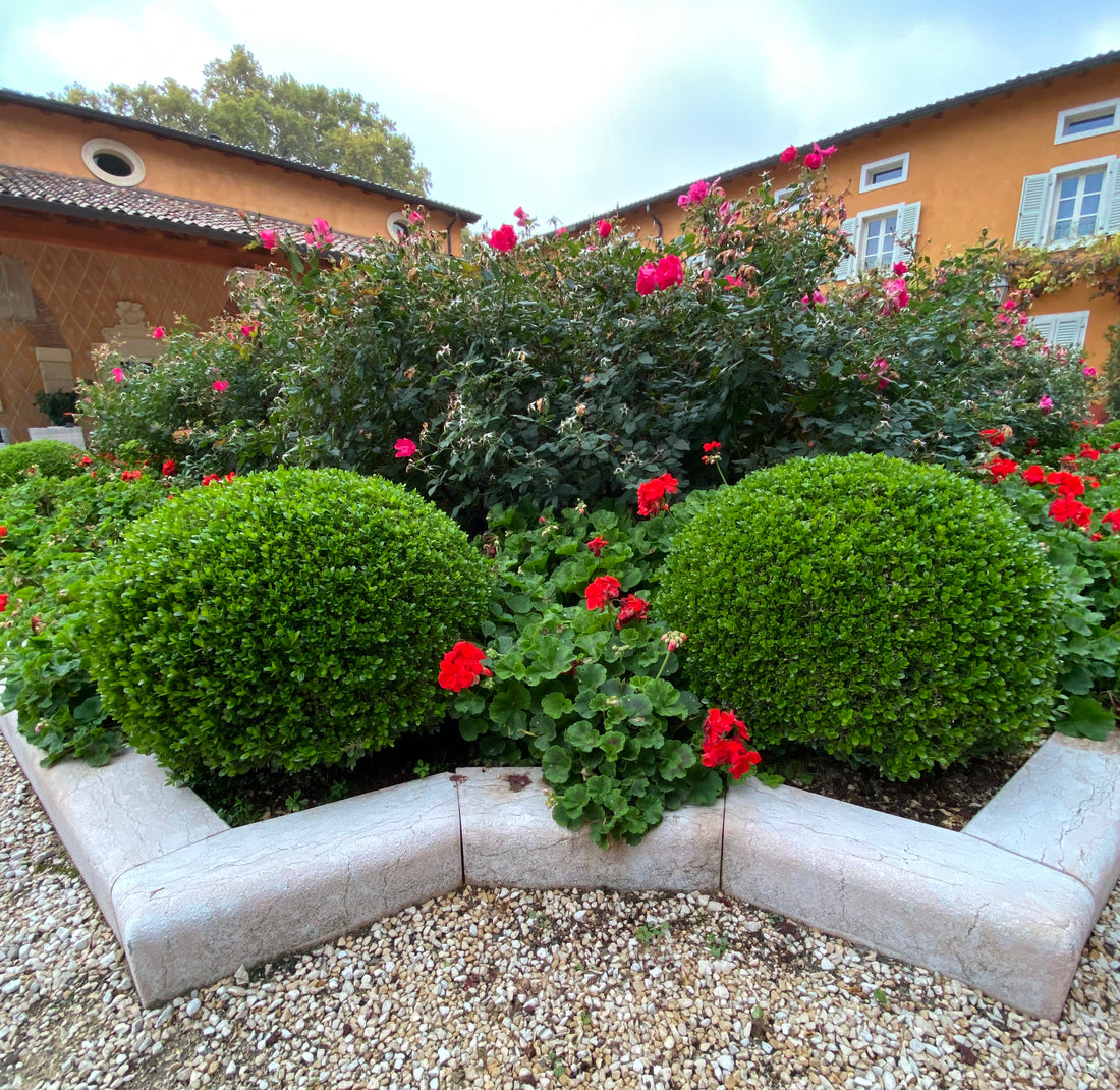 Green Mountain Boxwood Shrub, Mature Plant planted in garden.