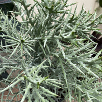 Euphorbia Stenoclada Exotic African Cactus