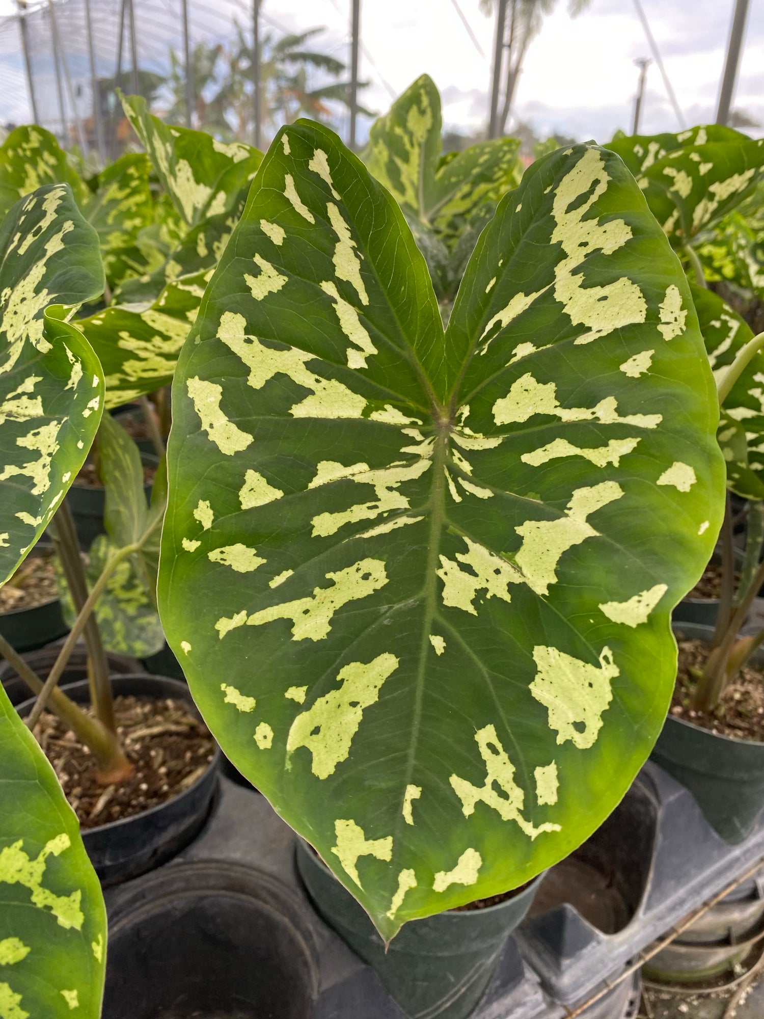 Colocasia Hilo Beauty, Elephant Ears