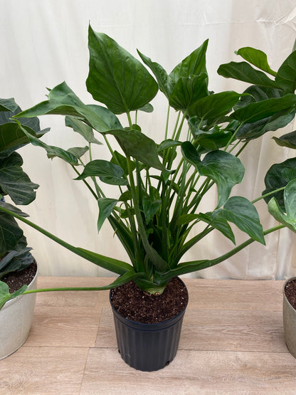 amazon live indoor plants Alocasia Tiny Dancers, Live Tropical Indoor Plant
