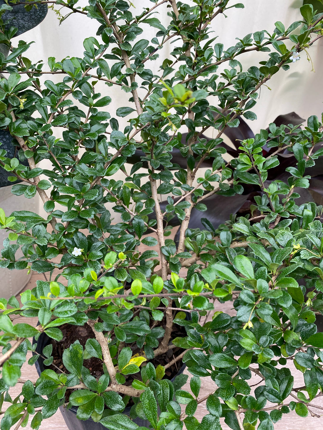 Serissa Foetida Japonica