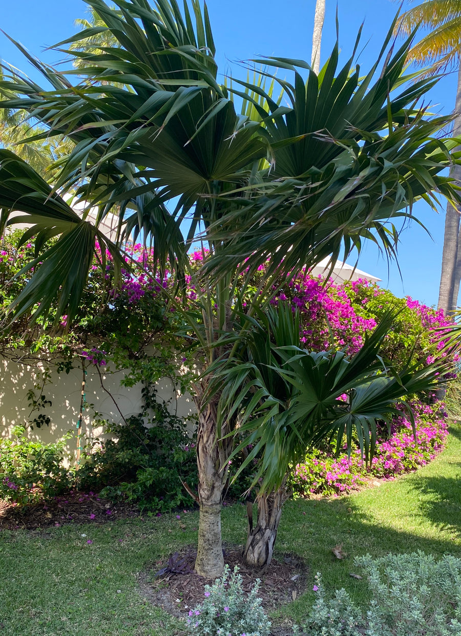 Florida Thatch Palm, Rare and Exotic