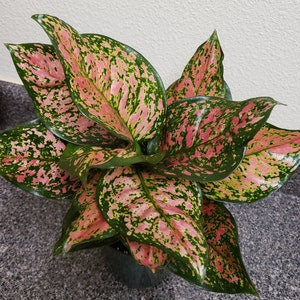 pink wishes aglaonema Aglaonema Wishes, Chinese Evergreen Variegated
