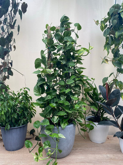 marble queen variegated pothos Pothos 'Marble Queen'