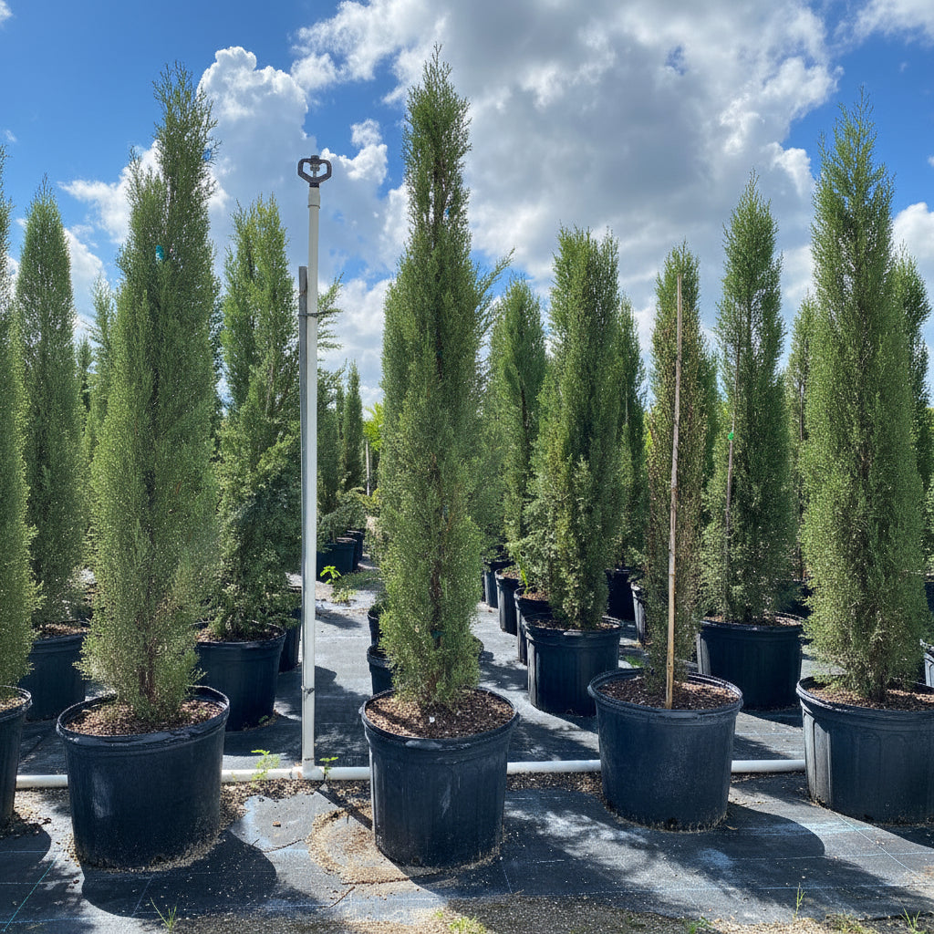 Large Size Italian Cypress, Mediterranean Cypress Planted in Nursery Pot 5gal