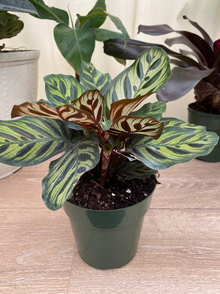Calathea Makoyana, Prayer Plants