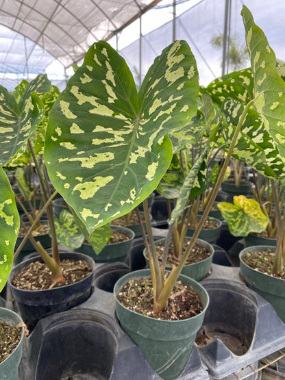 Colocasia Hilo Beauty, Elephant Ears