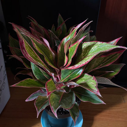 Aglaonema Siam Red Aurora, Chinese Evergreen