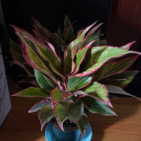 Aglaonema Siam Red Aurora, Chinese Evergreen