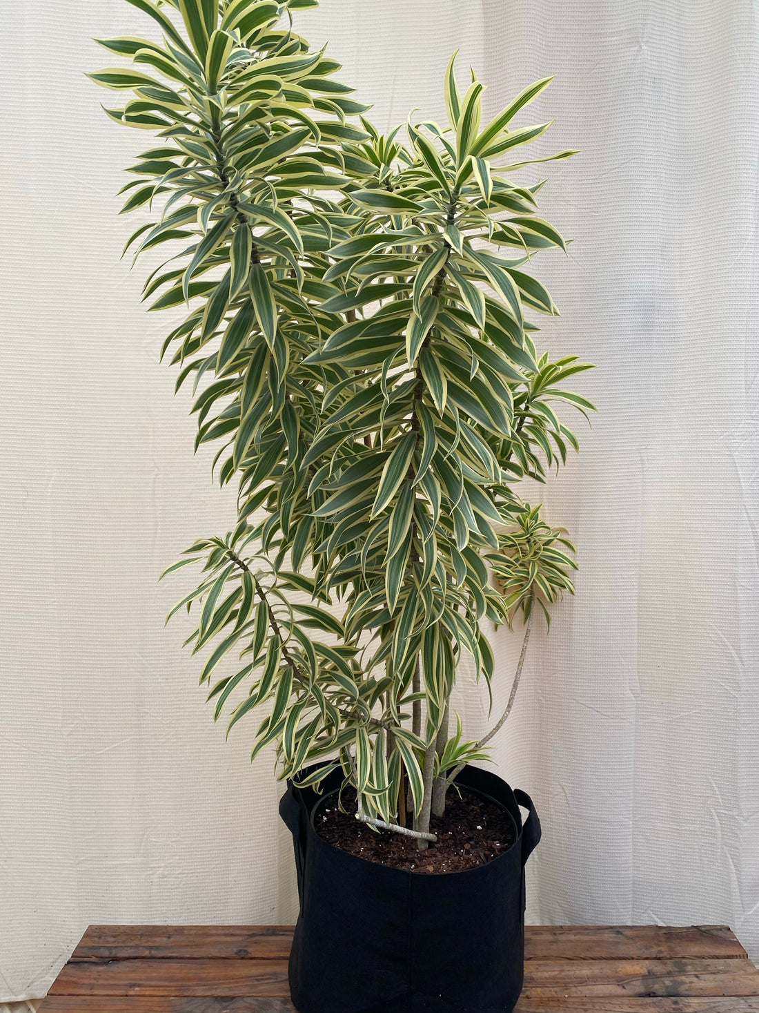 Song of India, Dracaena Reflexa Dragon Tree