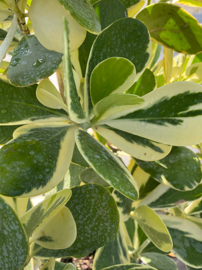 Clusia Guttifera Tree Form Variegated close view of leaf