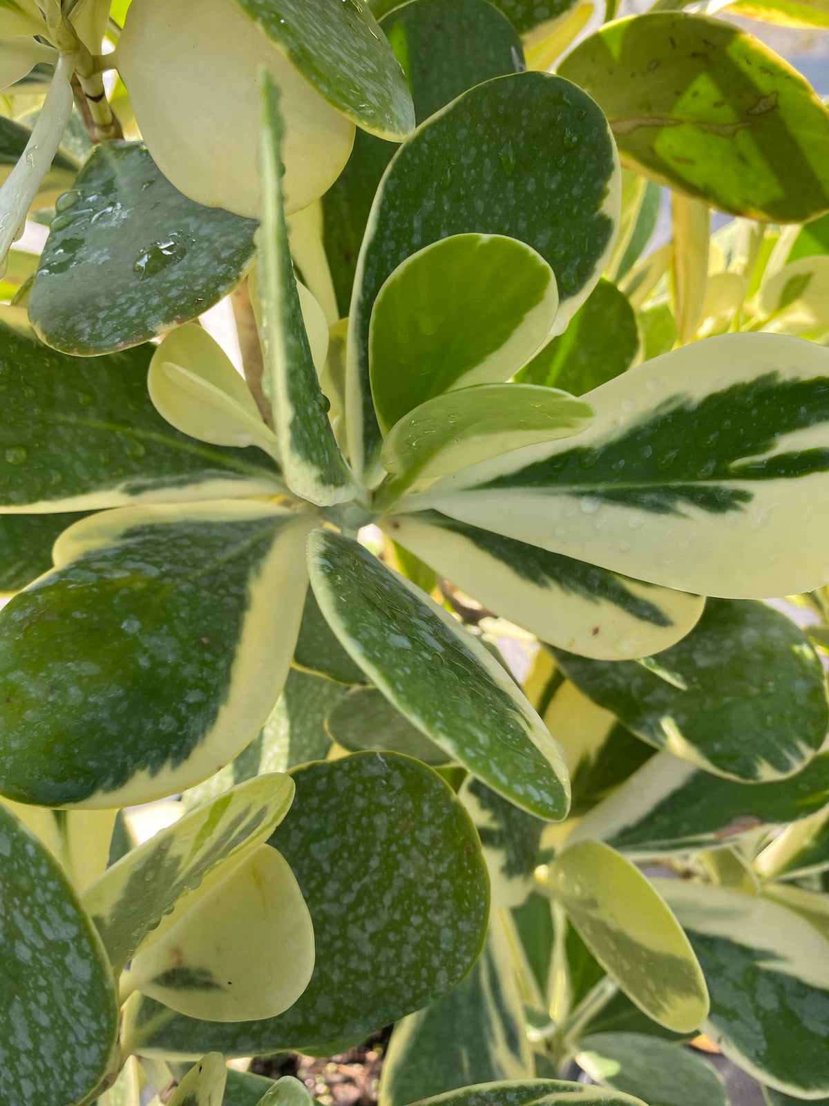 Clusia Guttifera Tree Form Variegated | Eureka Farms