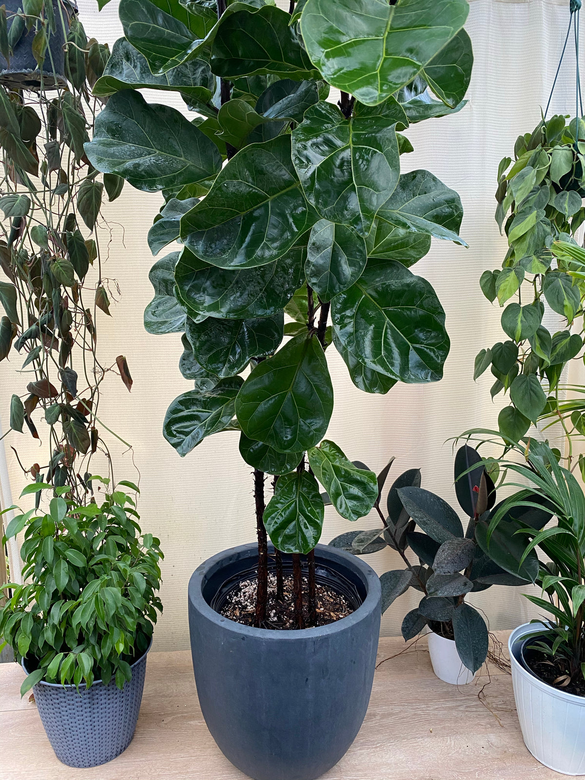 Ficus Multi Buy Ficus Bambino Tree Form Multi | Eureka Farms