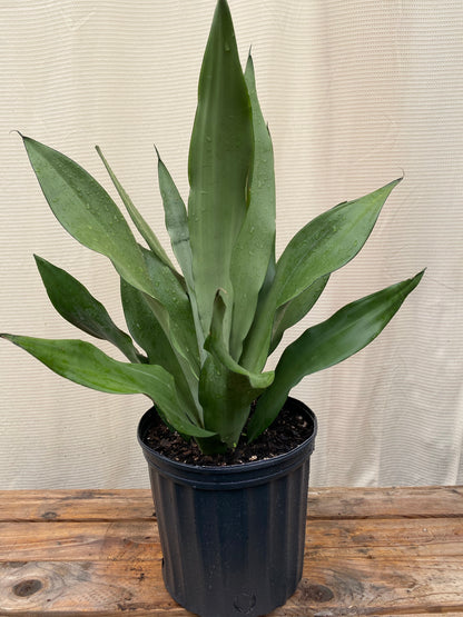 moonshine snake plant scientific name Buy Sansevieria Moonshine Snake Plant
