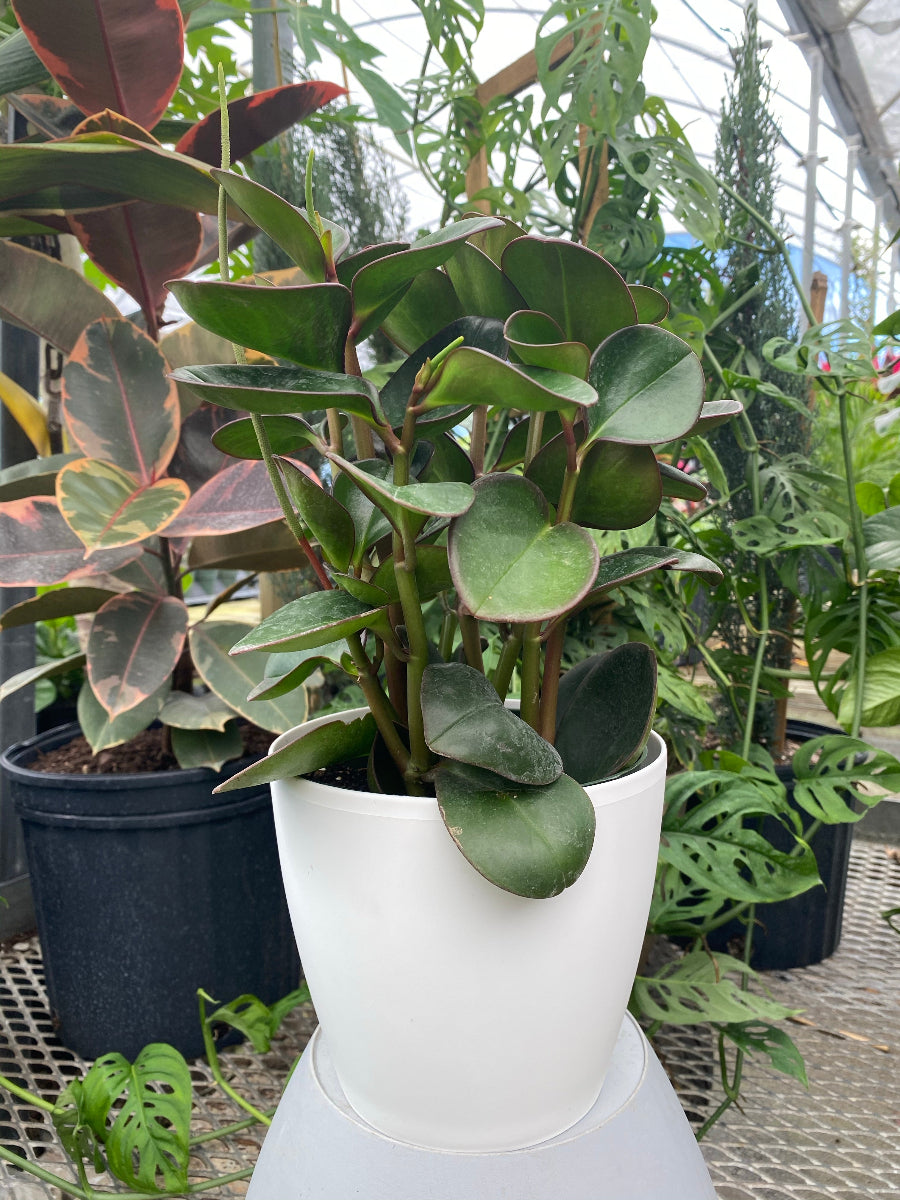 A live Peperomia Marble plant featuring glossy green leaves with striking creamy-yellow variegation.