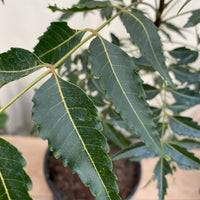 Neem Tree, Indian Lilac, Azadirachta indica