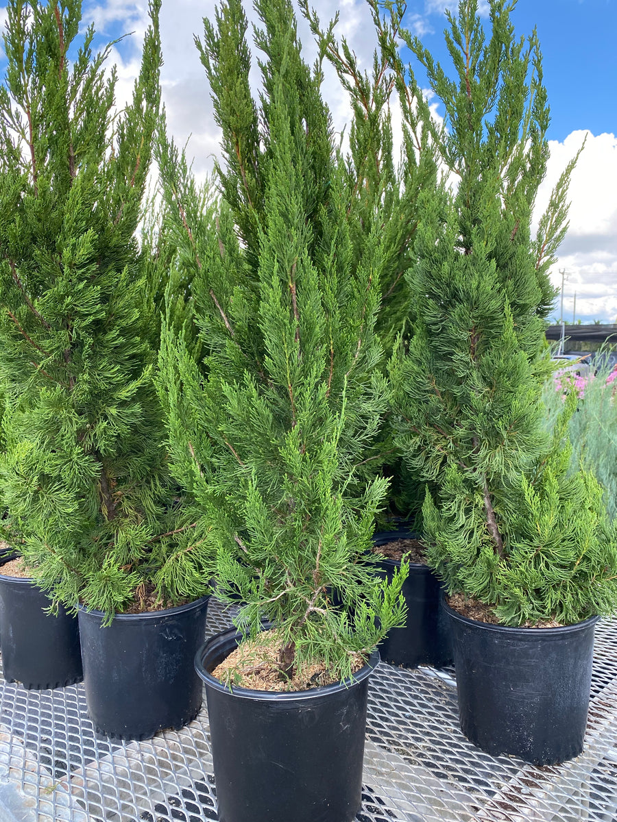 Brodie Southern Red Cedar Tree, Fast Growing Evergreen