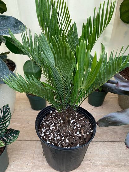Coontie Palm, Zamia pumila in a pot