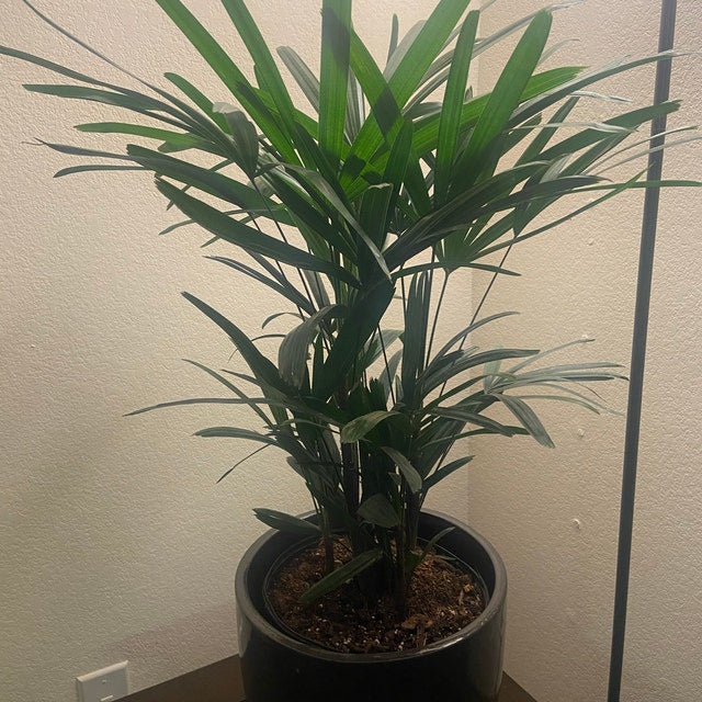 Broadleaf lady palm clearance cats