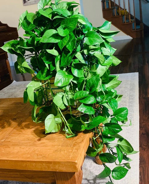 Jade Pothos in Hanging Basket, Epipremnum Aureum Jade