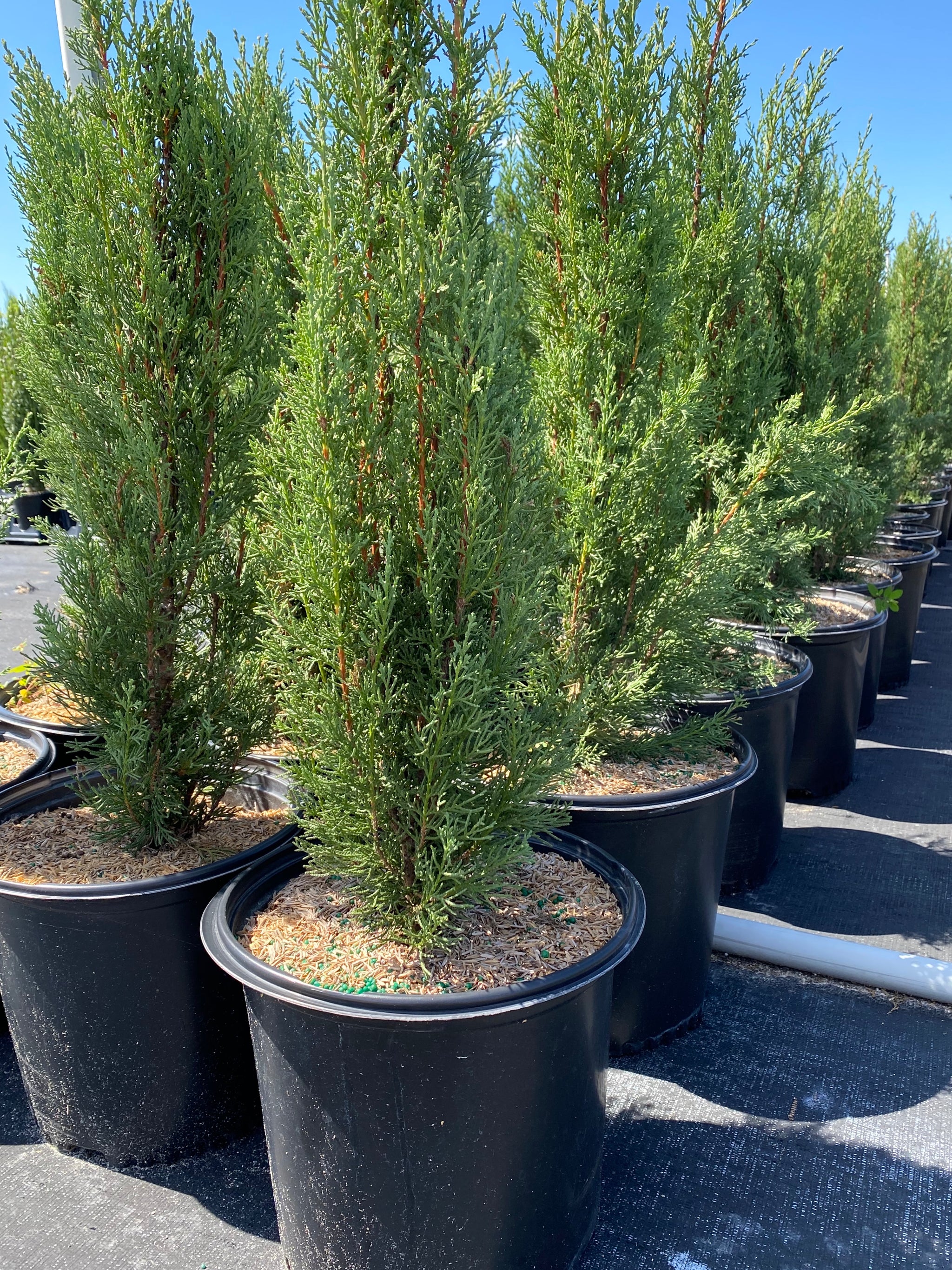 Italian Cypress, Mediterranean Cypress – Eureka Farms