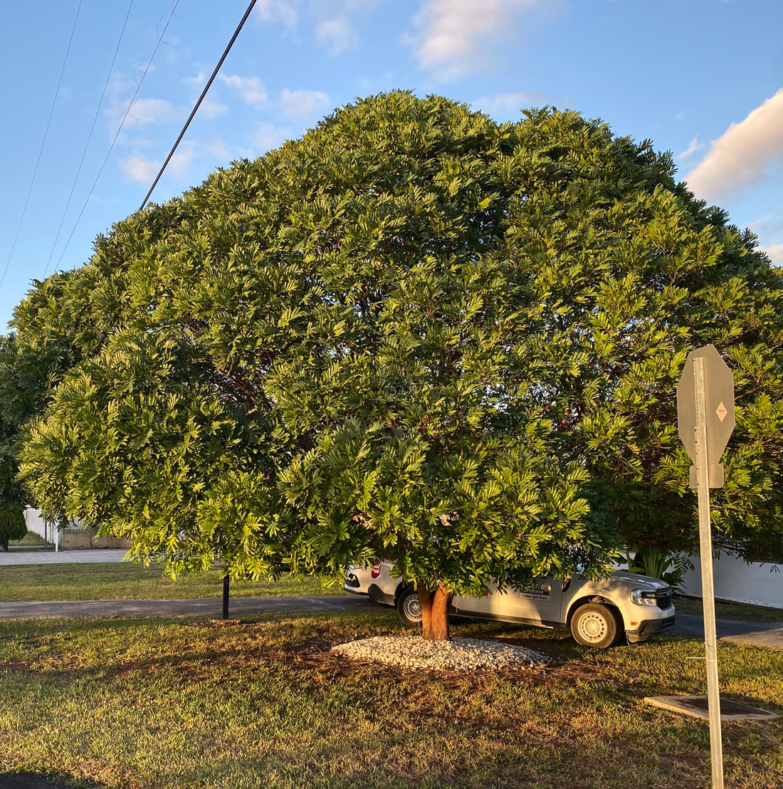 Japanese Fern Tree. Filicium Decipiens – Eureka Farms