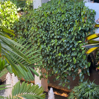 Philodendron Burle Marx, Live Climbing Plant Vine