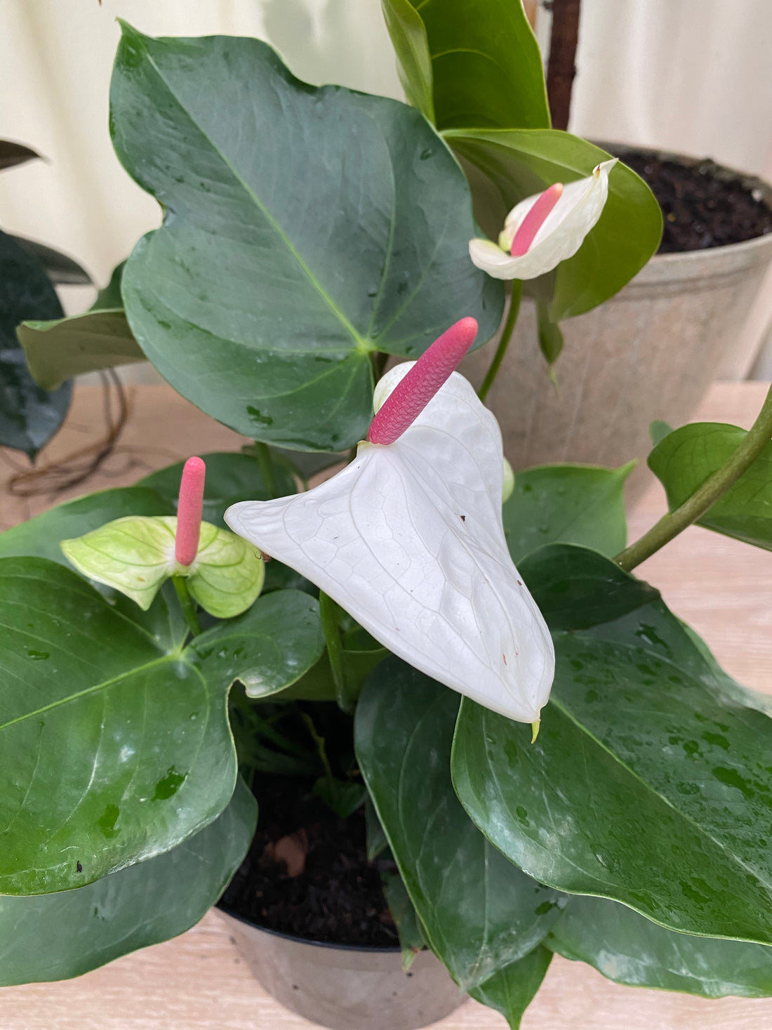 Anthurium White Heart